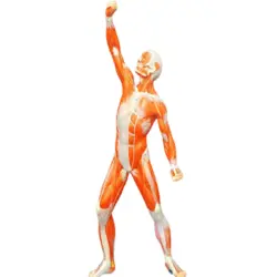 مولاژ عضلات 1/3 فیگور