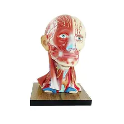 مولاژ عضلات سرو گردن