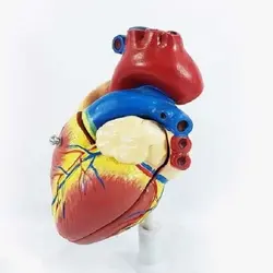 مولاژ قلب ،اندازه طبیعی