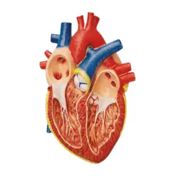 مولاژ قلب دیواری