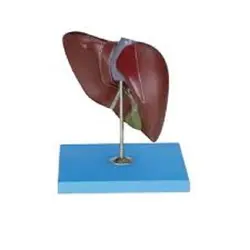 مولاژ کبد
