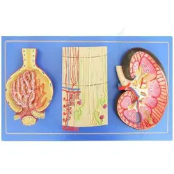 مولاژ کلیه 3 قسمتی