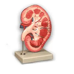 مولاژ کلیه ایستاده