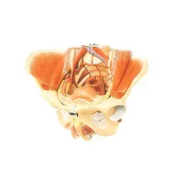 مولاژ لگن با ماهیچه