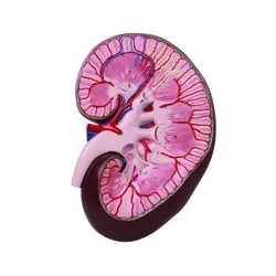 مولاژ کلیه دیواری