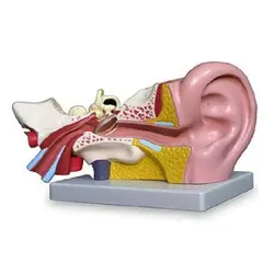 مولاژ گوش 4 تکه