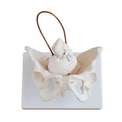 مولاژ لگن با نمایش چرخش سر نوزاد