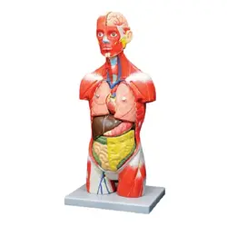 مولاژ نیم تنه 11 قسمتی بانمایش ماهیچه