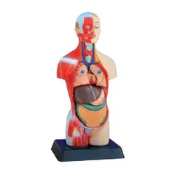 مولاژ مینی نیم تنه( با نمایش عضلات )