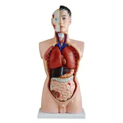 مولاژ نیم تنه ۱/۲ اندازه طبیعی ( 19 قسمتی )