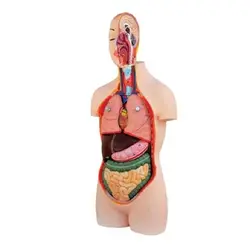 مولاژ نیم تنه انسان 1/2 ساده