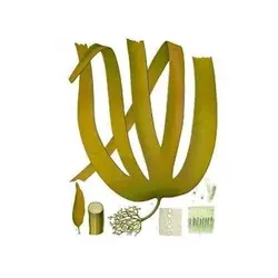 پانسمان آلژینات سدیم کلسیم کلتوستات کانواتک
