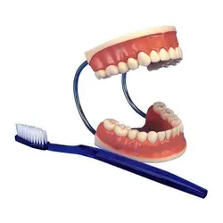 خرید، قیمت و مشخصات مولاژ دندان اندازه طبیعی