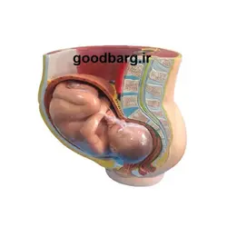 قیمت، خرید و مشخصات مولاژ 9 ماهه جنین