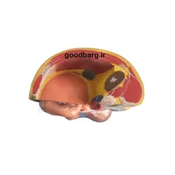 قیمت، خرید و مشخصات مولاژ 9 ماهه جنین