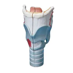 قیمت، خرید و مشخصات مولاژ حنجره