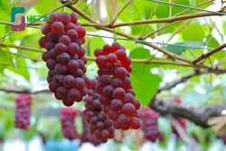 انگور عسگری قرمز