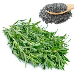 بذر مرزه وزن یک کیلوگرم