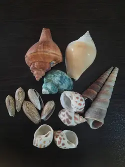 صدف تزئینی شمع - لوازم شمع اچ ان ابی