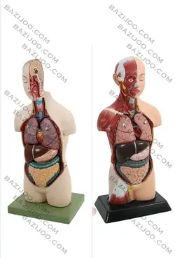 بازی مولاژ نیم تنه - فروشگاه آنلاین خانه و دکور Home & Decor Online Shopping Store فروشگاه آنلاین خانه و دکور