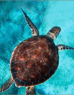 پنل دکوراتیو سه بعدی داژو مدلM3