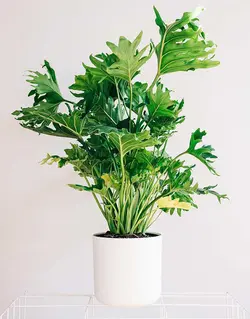 گیاه آپارتمانی برگ انجیری