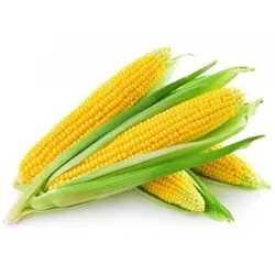 ذرت کالیفرنیا