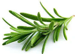 رزماری