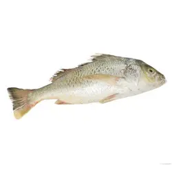 ماهي سنگسر طلايي