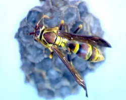 میکروسکوپ دیجیتال دستی سلسترون مدل Deluxe Handheld