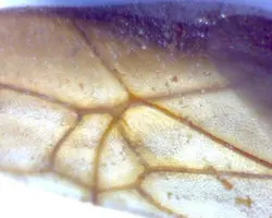 میکروسکوپ دیجیتال دستی سلسترون مدل Deluxe Handheld