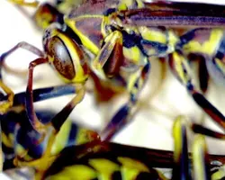 میکروسکوپ دیجیتال دستی سلسترون مدل Deluxe Handheld