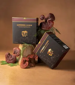 قارچ گانودرما سالم - بسته 200 گرمی