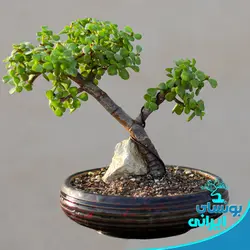 درختچه بونسای خرفه یا کراسولا