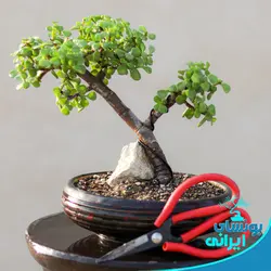 درختچه بونسای خرفه یا کراسولا