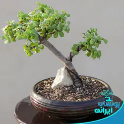 درختچه بونسای خرفه یا کراسولا