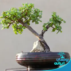 درختچه بونسای خرفه یا کراسولا