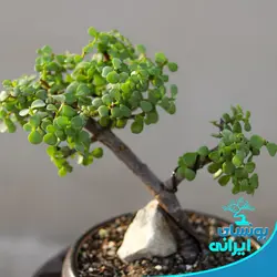 درختچه بونسای خرفه یا کراسولا