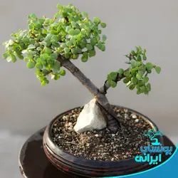 درختچه بونسای خرفه یا کراسولا