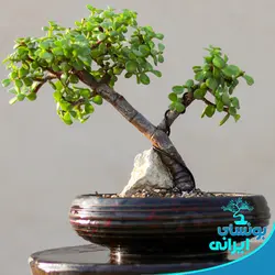 درختچه بونسای خرفه یا کراسولا