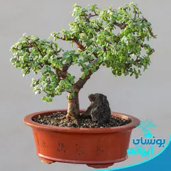 پایه بونسای کلکسیونی جید