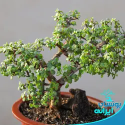 پایه بونسای کلکسیونی جید