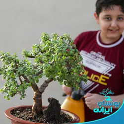 پایه بونسای کلکسیونی جید