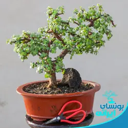 پایه بونسای کلکسیونی جید