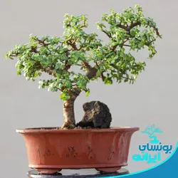 پایه بونسای کلکسیونی جید