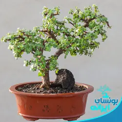 پایه بونسای کلکسیونی جید