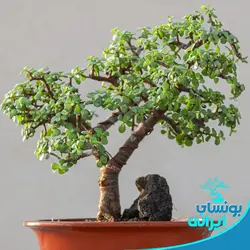 پایه بونسای کلکسیونی جید