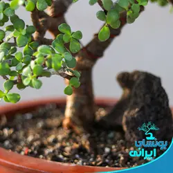 پایه بونسای کلکسیونی جید