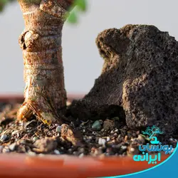 پایه بونسای کلکسیونی جید