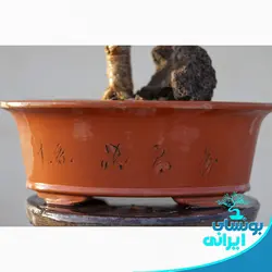 پایه بونسای کلکسیونی جید